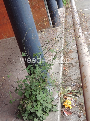 lettuce, wall